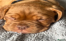 Dogue De Bordeaux dogs for sale: Kc registered Dogue de bordeaux puppies  - Image 15