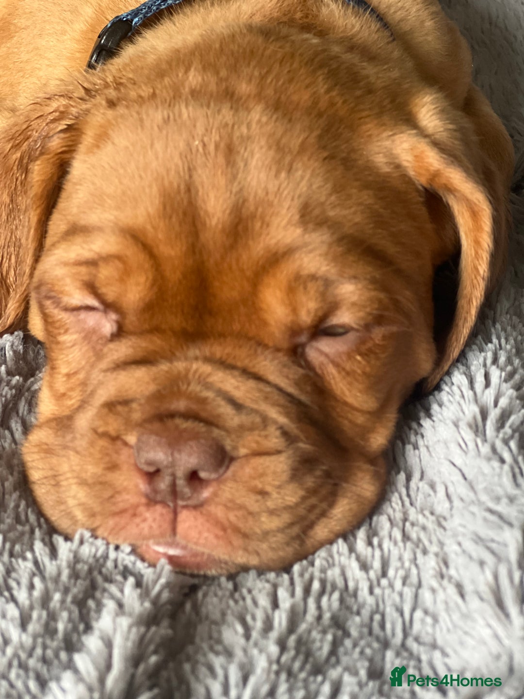Dogue De Bordeaux dogs for sale: Kc registered Dogue de bordeaux puppies  - Image 15
