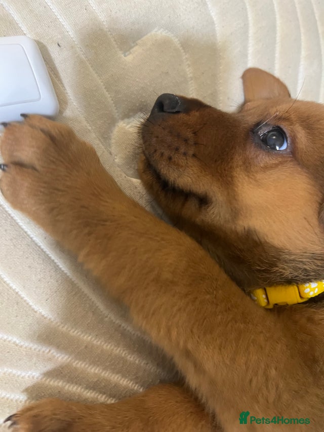 Rottweiler cross shar pei for sale in Bilston | Pets4Homes