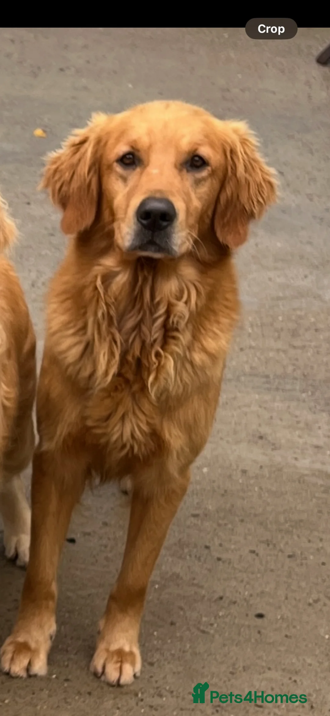 Golden Retriever dogs for sale: Waiting list for litter due to leave early August  - Advert 2