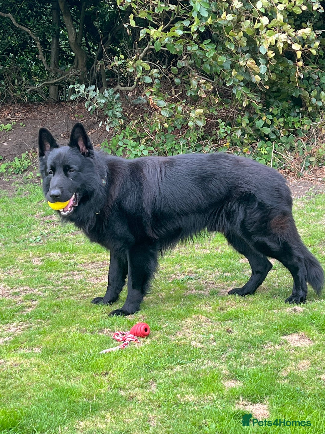 German Shepherd dogs for sale: Black German shepherd  - Advert 11