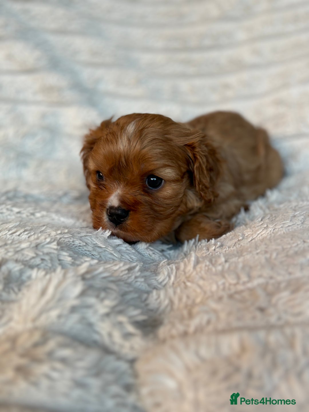 Cavalier King Charles Spaniel dogs for sale: Cavalier King Charles spaniel puppies - Advert 9