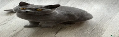 British Shorthair 6 female 