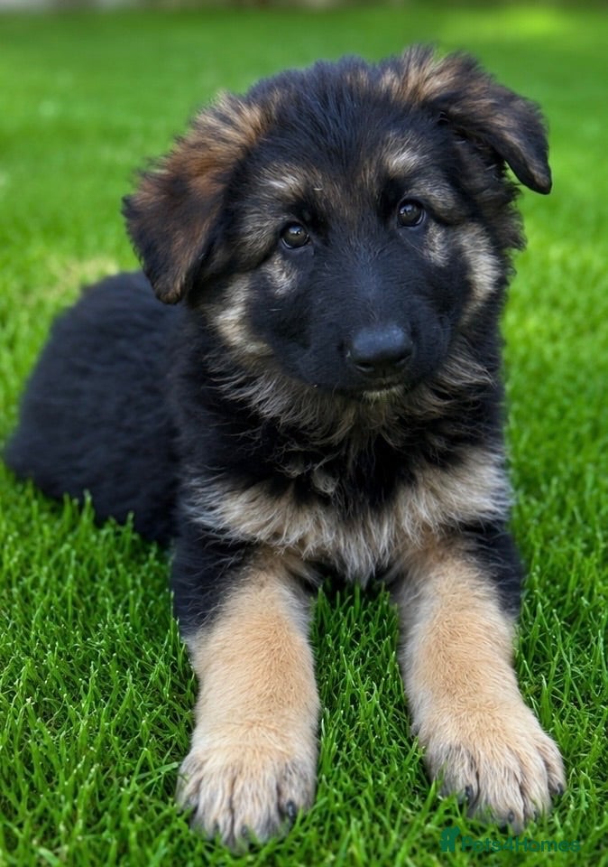 German Shepherd dogs German Shepard puppies  - Advert 8