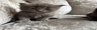 Ragcoon 1