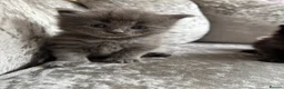 Ragcoon cats for sale: Ragcoon  - Advert 7