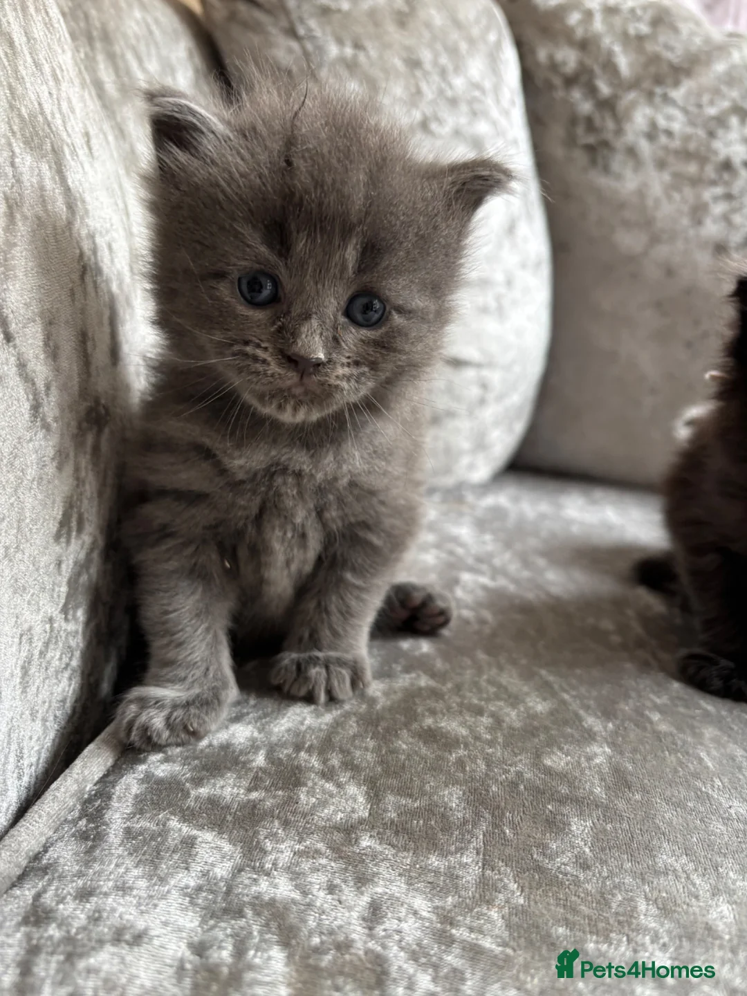 Ragcoon cats for sale: Ragcoon  - Advert 7