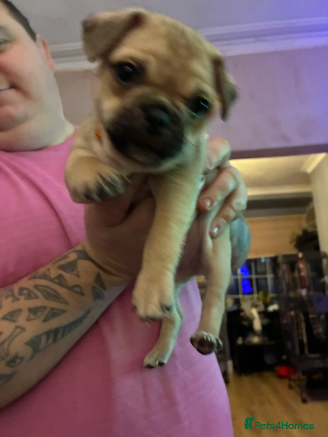 Jug dogs for sale: Jug pups  - Advert 2