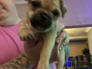 Jug dogs Jug pups - Advert 2