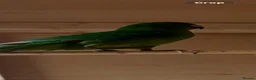 Parakeets birds for sale: Kakarikis for sale - Advert 3
