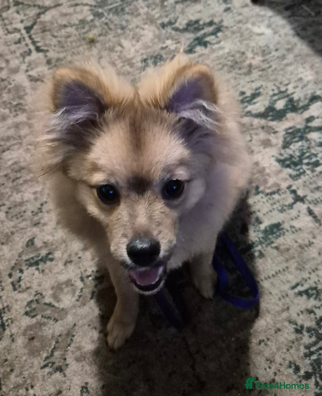 German Spitz dogs for sale: German spitz - Advert 1