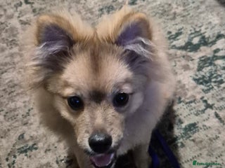 German Spitz dogs German spitz - Advert 2