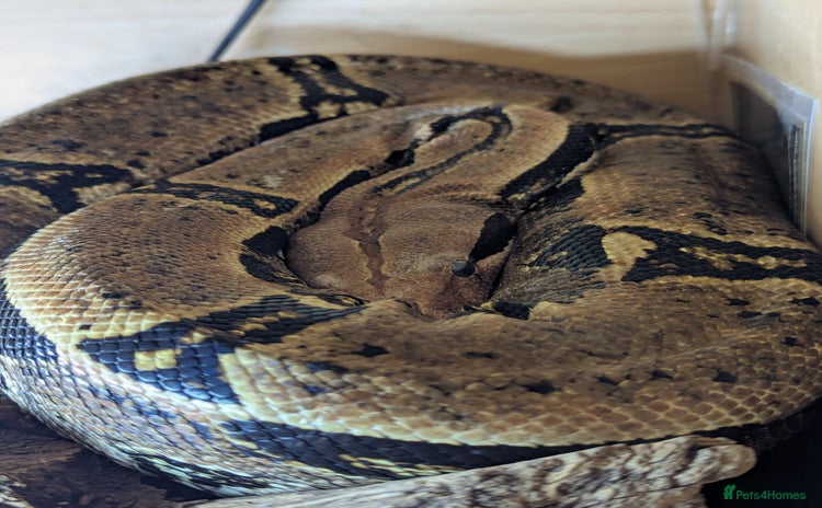 Boa Snake reptiles - Advert 1