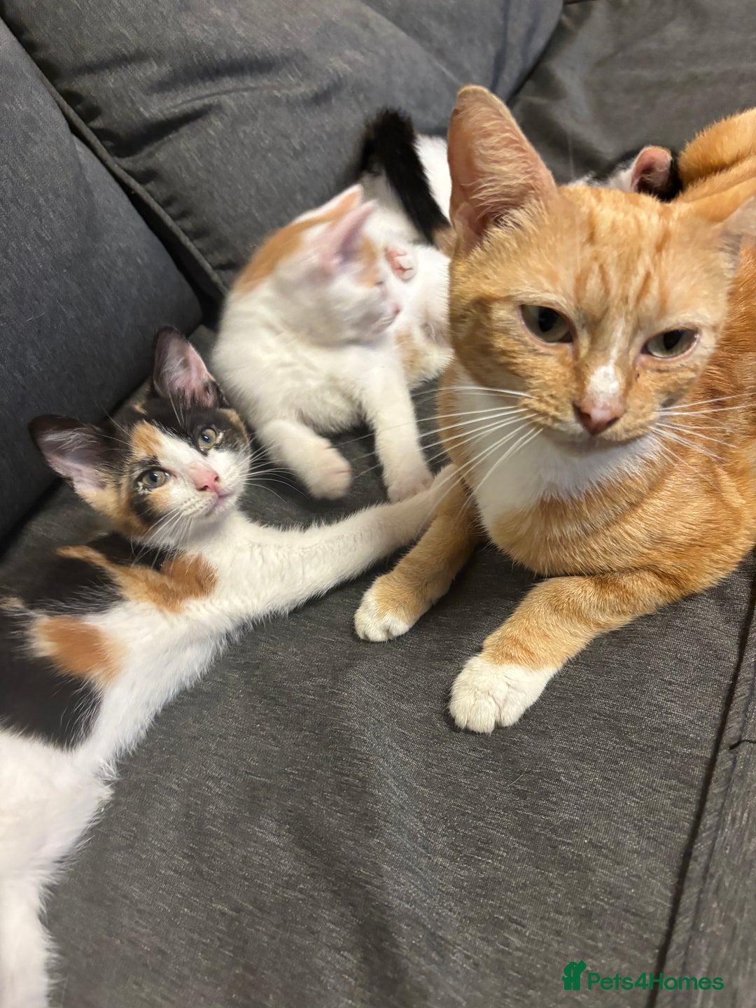 Mixed Breed cats for sale: Selling 3 kittens - Image 8