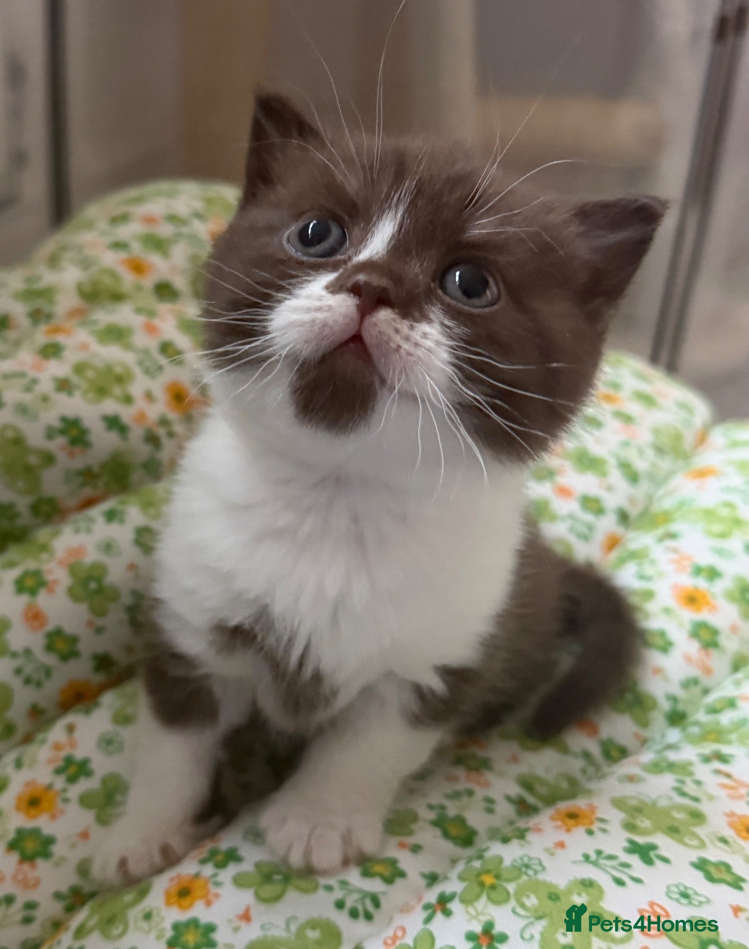 British Shorthair cats for sale: Chocolate bi-colour British shorthair kittens  - Advert 2