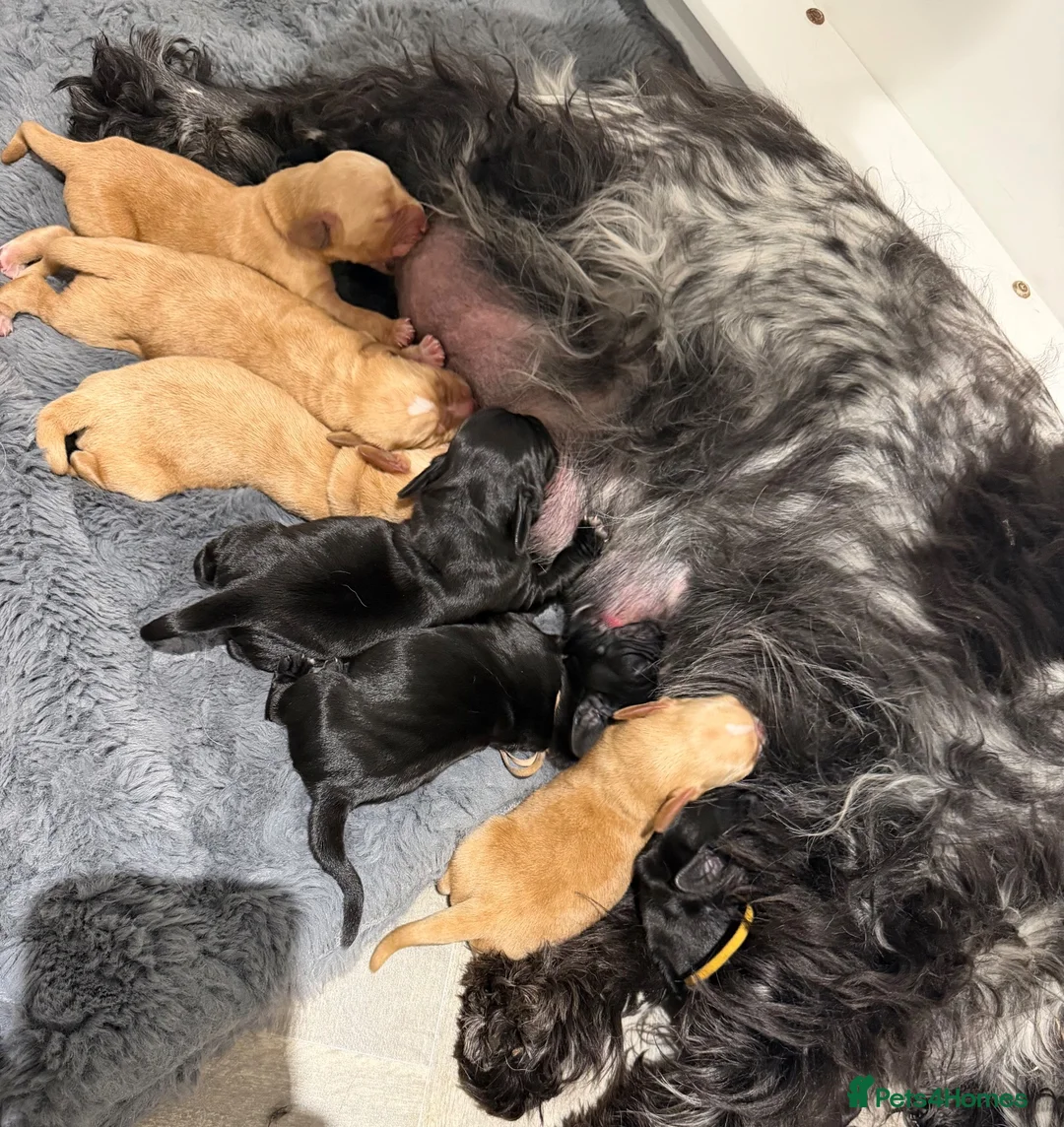Cockerdor dogs for sale: 🐾 9 BEAUTIFUL COCKERDOR PUPPIES FOR SALE 🐾 - Advert 1