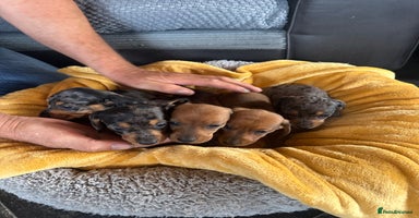 Miniature Dachshund dogs - Advert 6