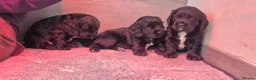 Sprocker dogs for sale: Sprocker puppies in Redruth - Advert 5
