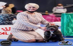 Staffordshire Bull Terrier dogs for sale: BLUEDOGCITY PHARON AT BULLSCAFF X WEDNESDAY ADDAMS - Image 25
