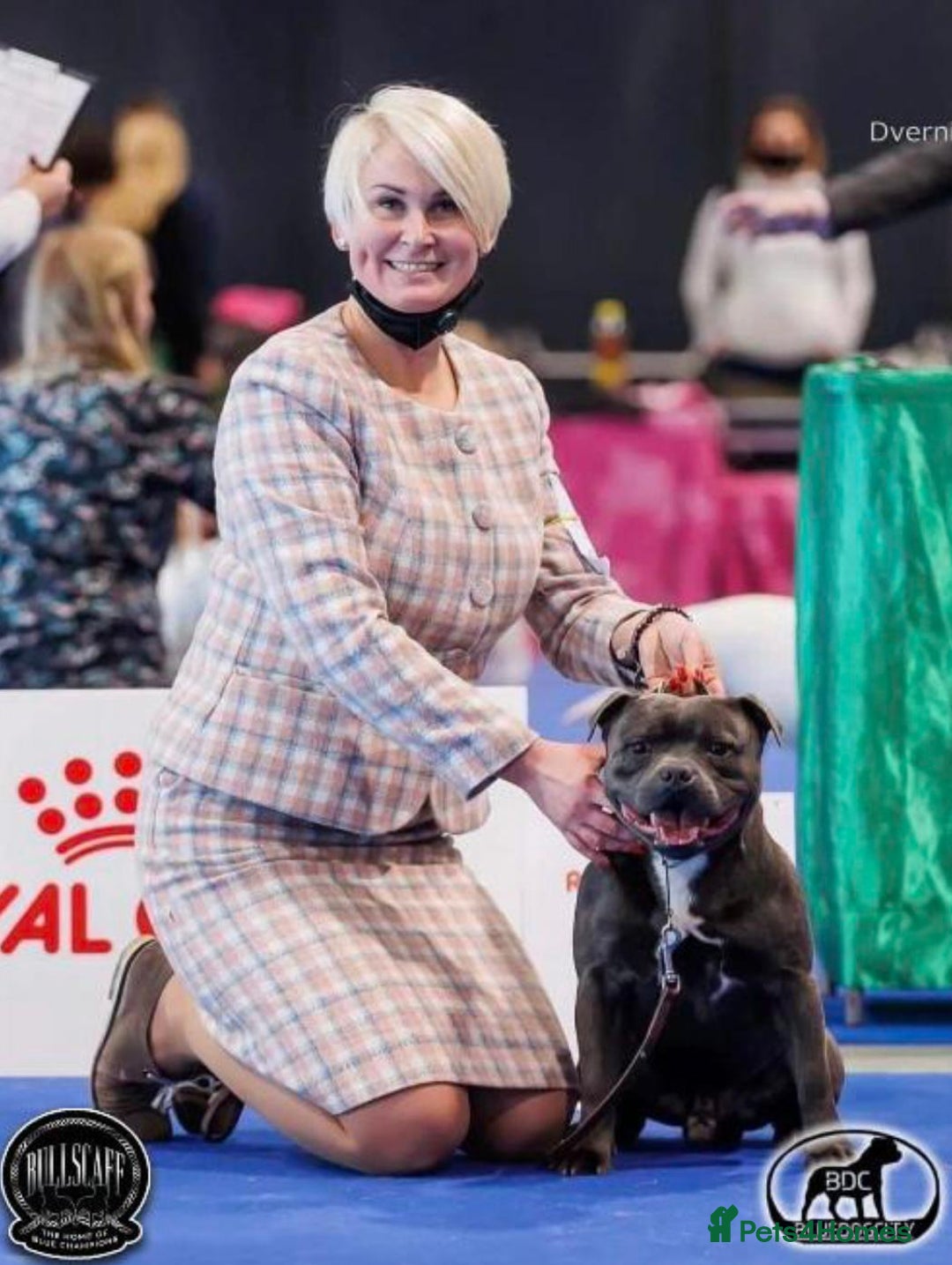 Staffordshire Bull Terrier dogs for sale: BLUEDOGCITY PHARON AT BULLSCAFF X WEDNESDAY ADDAMS - Image 25