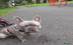 French Bulldog dogs for sale: BHODI  - Image 1