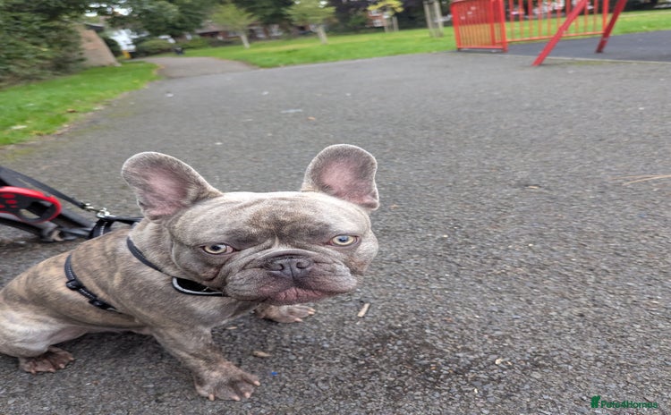 French Bulldog dogs - Advert 9