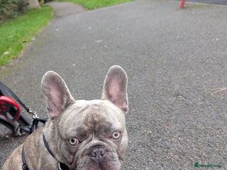 French Bulldog dogs - Advert 19