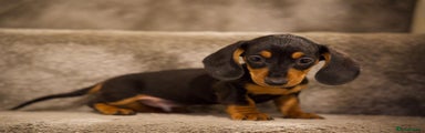 Dachshund Puppy 3