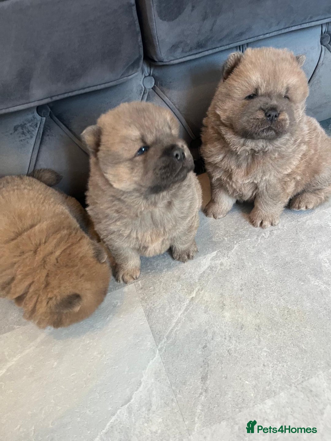 Chow Chow dogs for sale: CHOW CHOW PUPPYS  - Advert 12