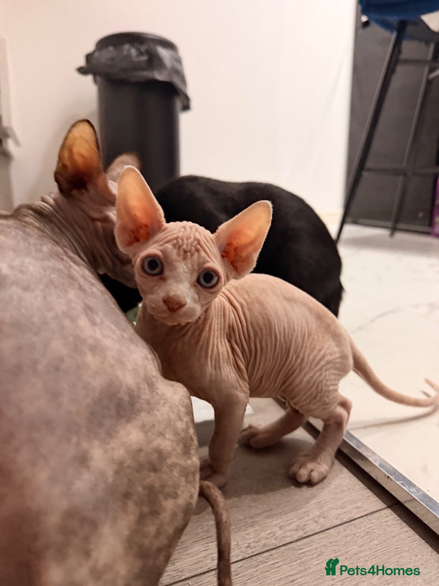 Sphynx cats Last boy ! Can deliver  - Advert 15