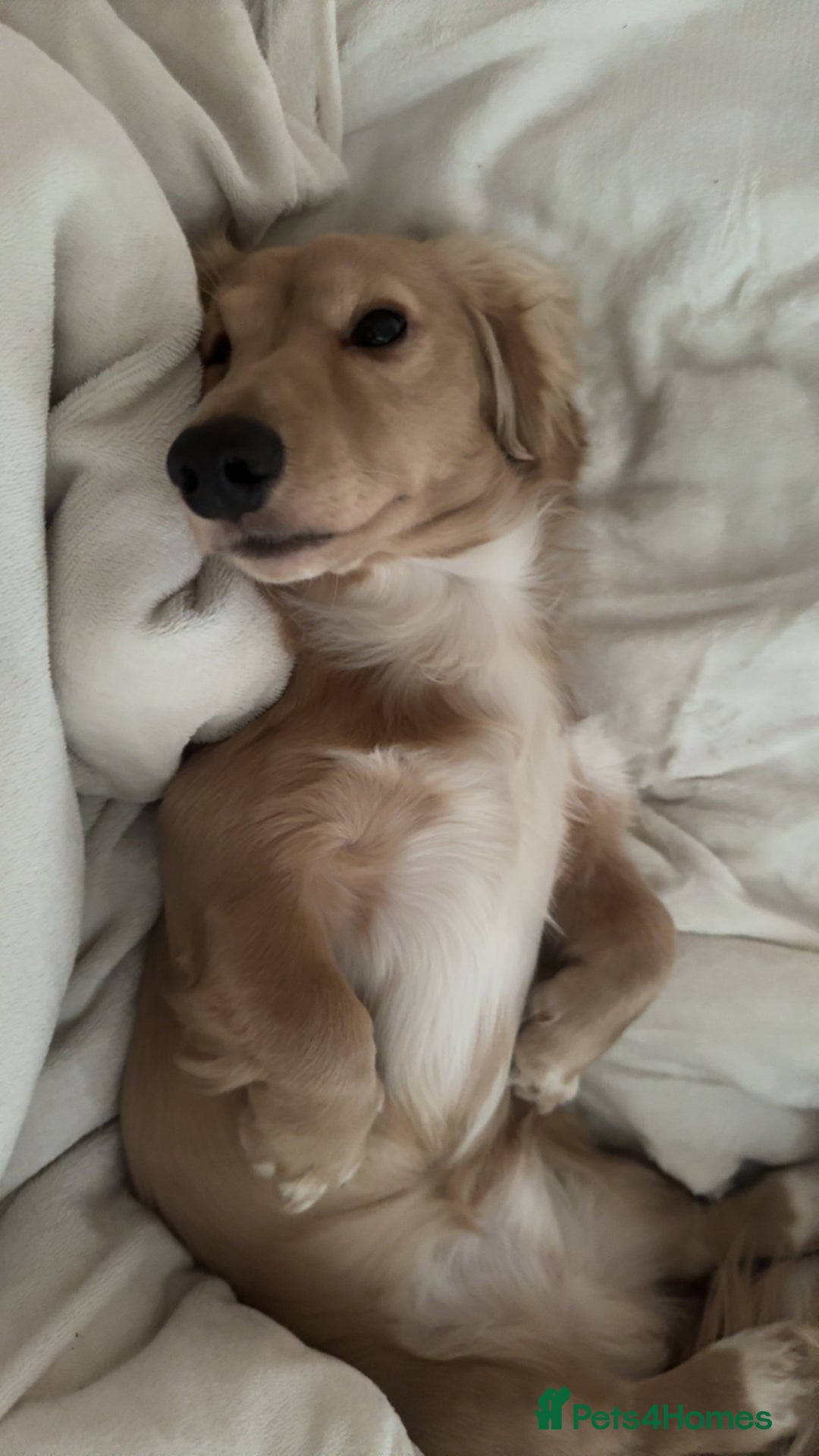 Miniature Dachshund dogs for sale: Long haired cream miniature dachshund  - Advert 2