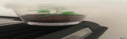 Mixed Breed invertebrates for sale: Mixed Centipede, mantis, and spiders  - Advert 9