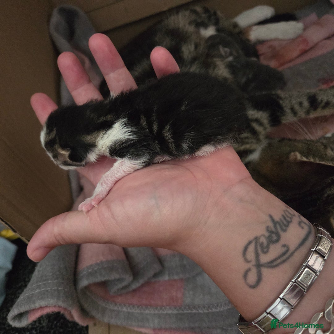 Mixed Breed cats for sale: Mixed kittens  - Image 6