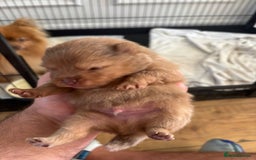 Pomeranian dogs for sale: Mini Pomeranians - Image 2