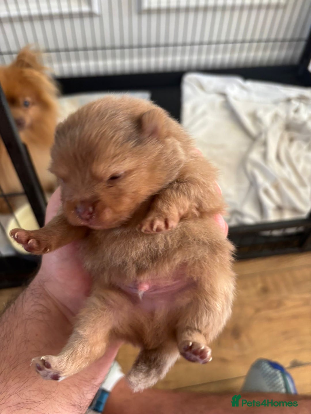 Pomeranian dogs for sale: Mini Pomeranians - Image 2