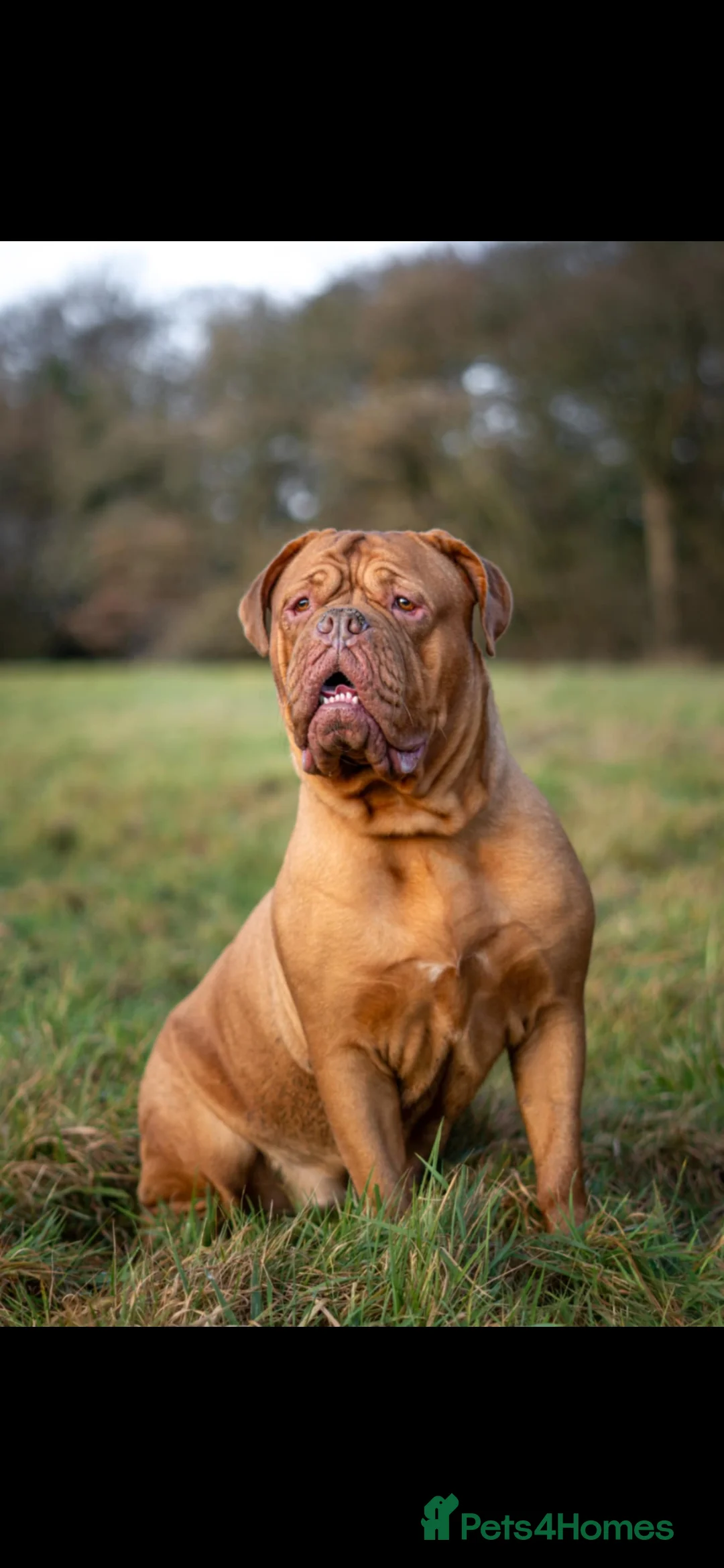 Dogue De Bordeaux dogs for sale: Beautiful Nala - Advert 2