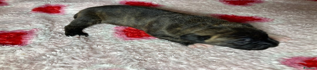 Puppy 4