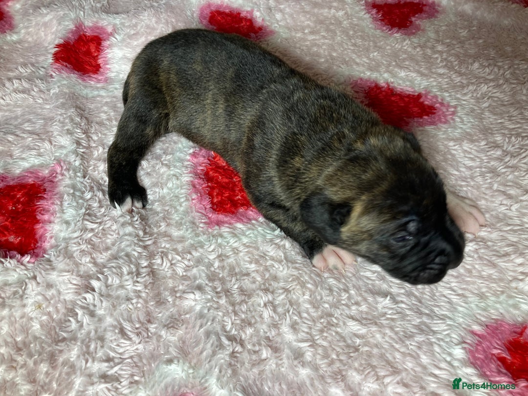 Mixed Breed dogs for sale: Presa Canario x Boerboel Puppies in Bromley - Image 27