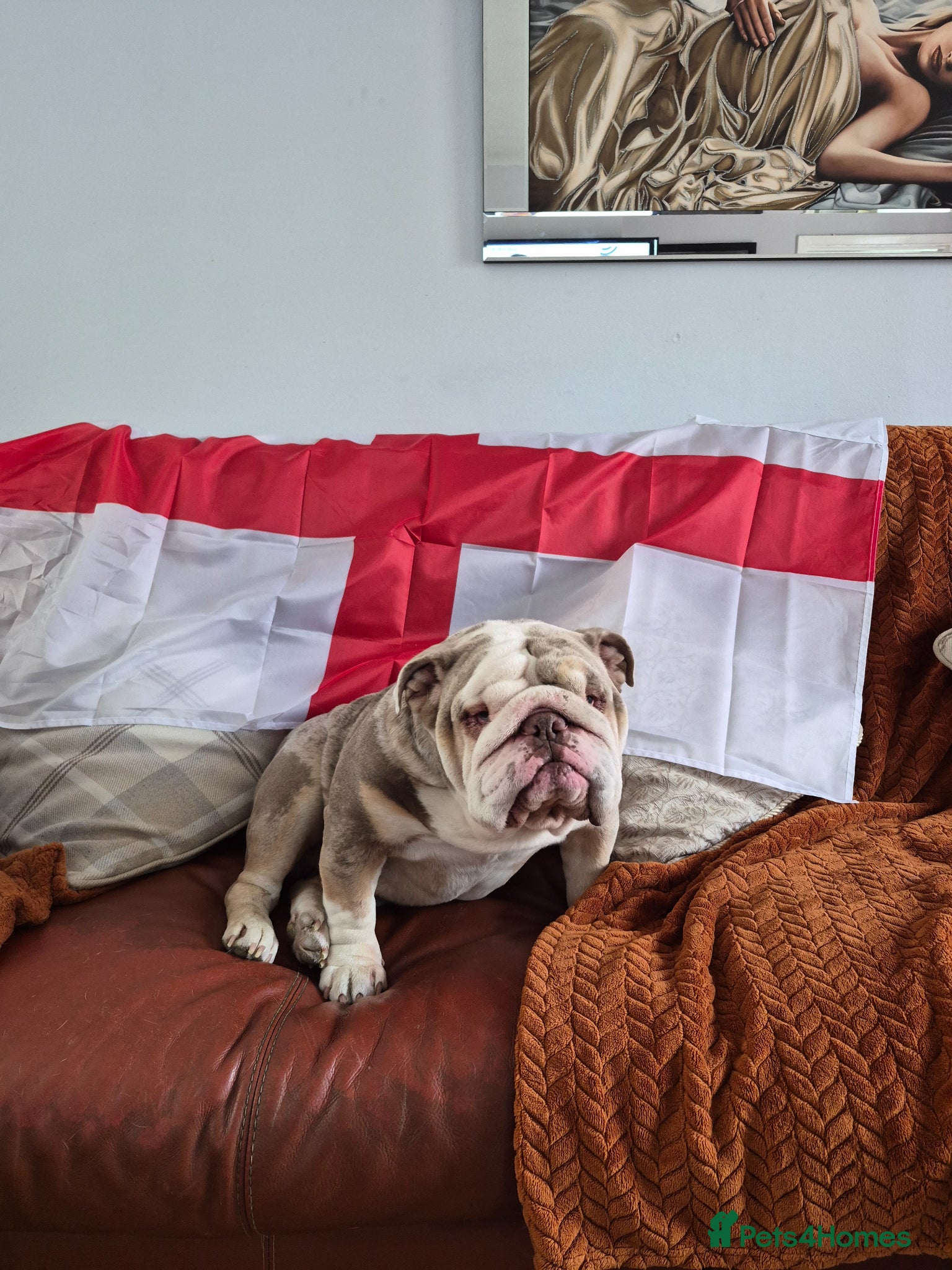 English Bulldog dogs for sale: Frank the bulldog  - Advert 1