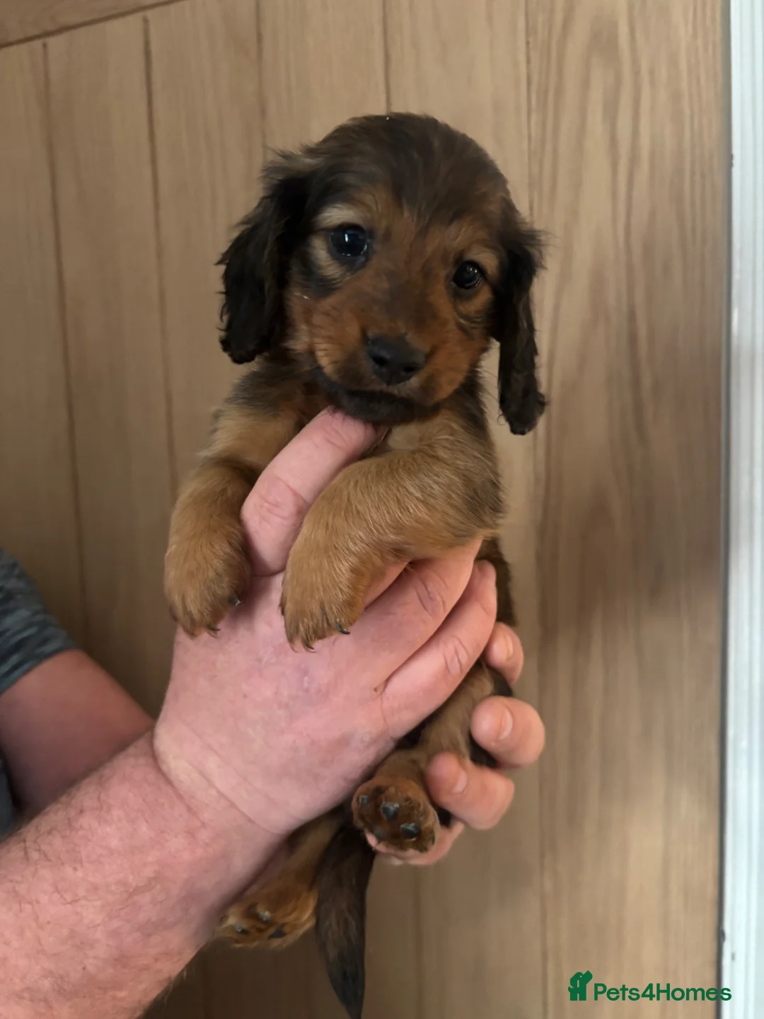 Miniature Dachshund dogs for sale: Beautiful longhaired Mini dachshunds  - Advert 11