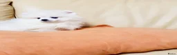 Pomeranian dogs for sale: Beautiful white cream Pomeranian puppies - Advert 4
