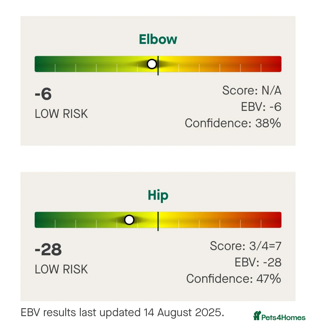 Golden Retriever dogs for stud: EXCEPTIONAL HEALTH 0.7% COI - Advert 2