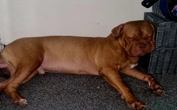 Mixed Breed dogs for sale: URGENT. Bruce the bordeux  - Image 3