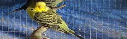 Budgerigars birds for sale: Baby budgies  - Advert 3