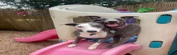 Whippet dogs for sale: 2 Whippets 5 years old - Must stay together - Advert 11