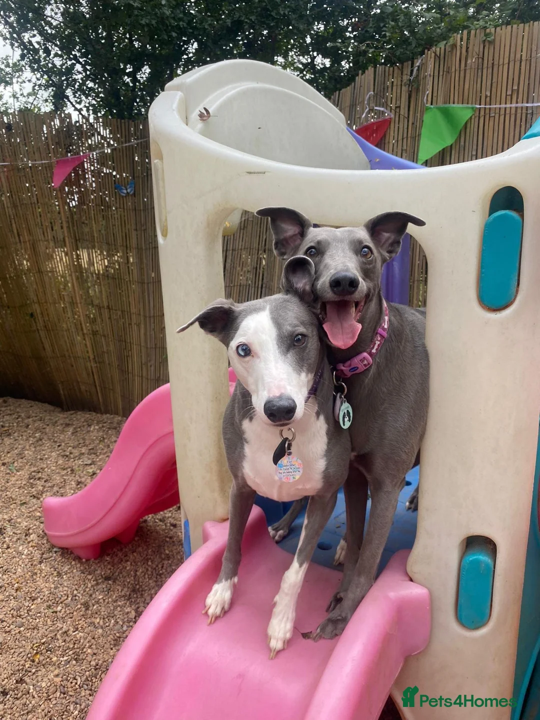 Whippet dogs for sale: 2 Whippets 5 years old - Must stay together - Advert 11