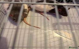 Rat rodents for sale: Female Rats x2 - Image 1