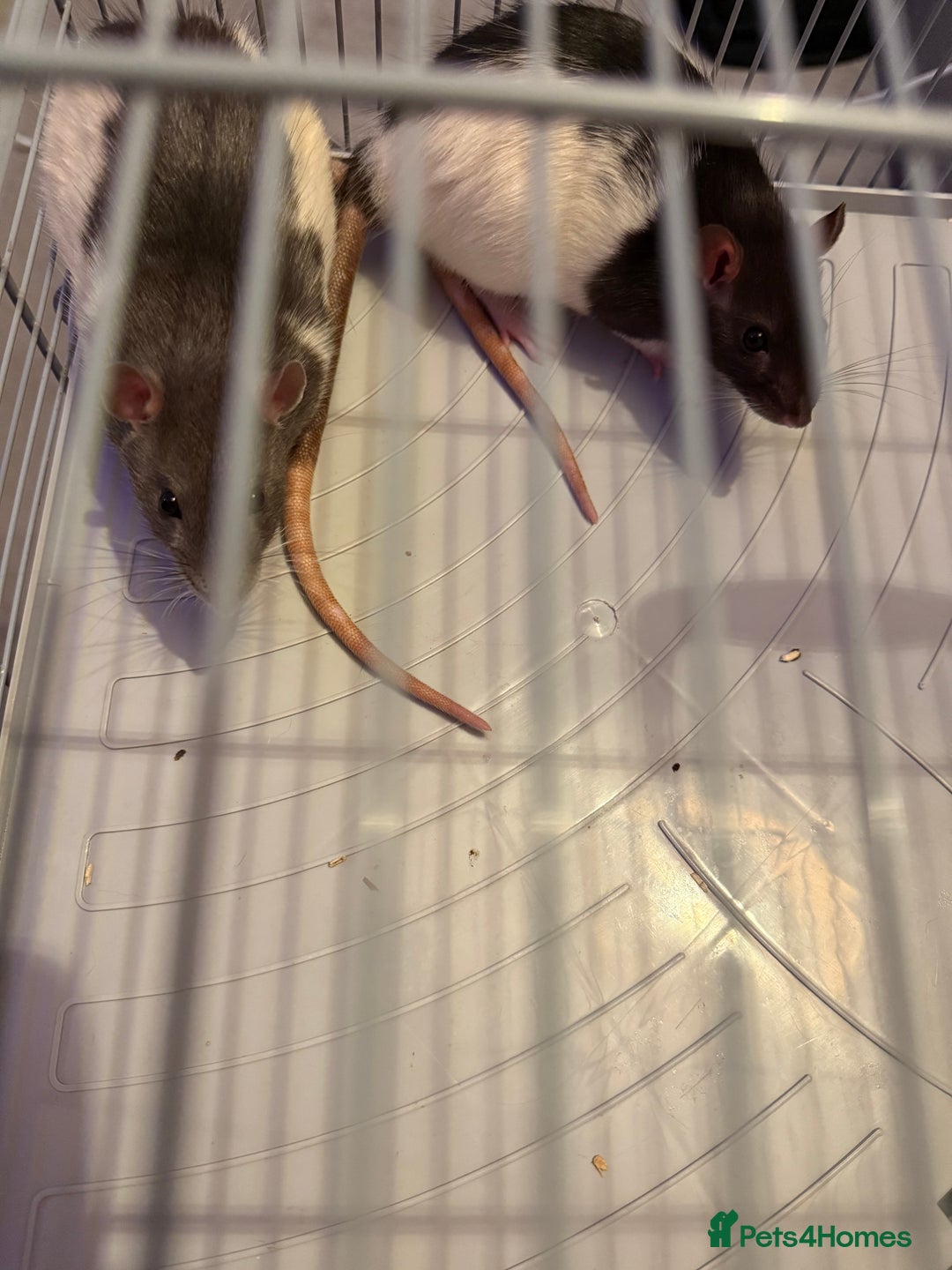Rat rodents for sale: Female Rats x2 - Image 1