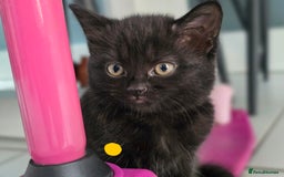 Mixed Breed cats for sale: Black kittens for sale  - Image 13