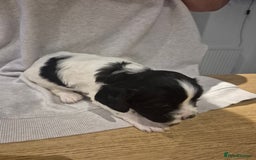 English Springer Spaniel dogs for sale: Springer pups - Image 13